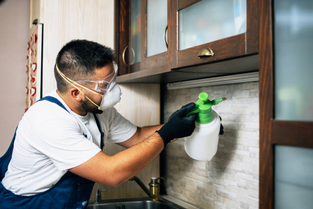 Best Wasp Removal Services  in Broussard, LA