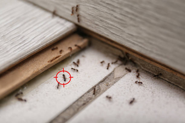 Best Pest Control Near Me  in Broussard, LA
