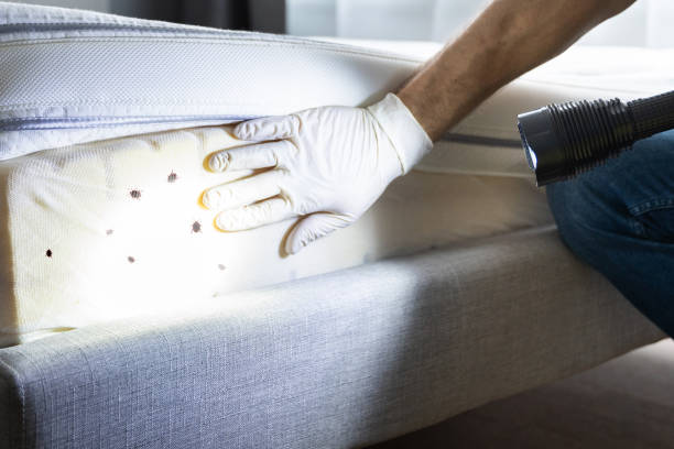 Best Wasp Removal Services  in Broussard, LA