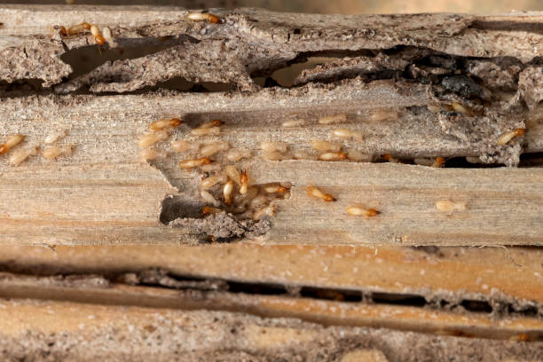 Pest Control for Restaurants in Broussard, LA